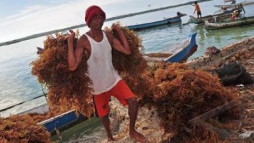 Asosiasi Industri Rumput Laut Indonesia Dibentuk